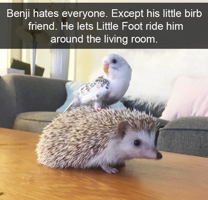 funny bird snapchats hedgehog friendship