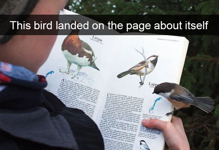 funny bird snapchats landing book page