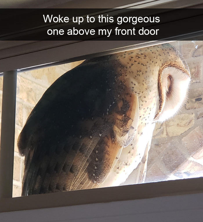 funny bird snapchats large owl door