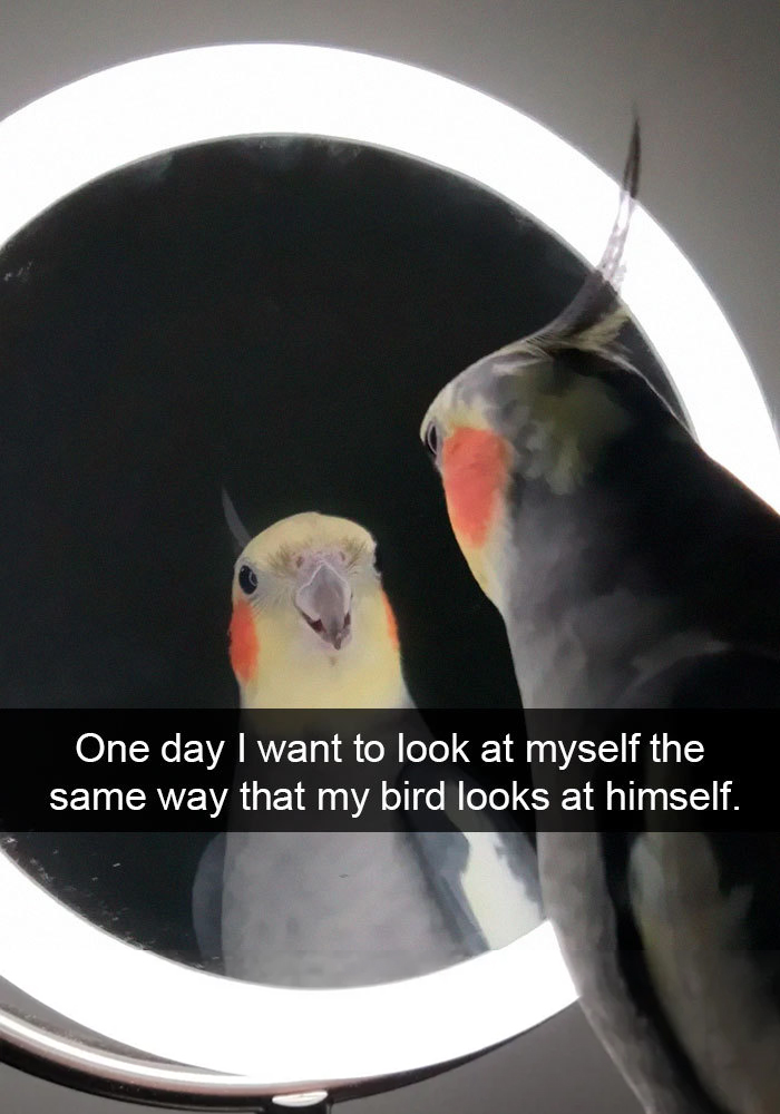 funny bird snapchats mirror lover