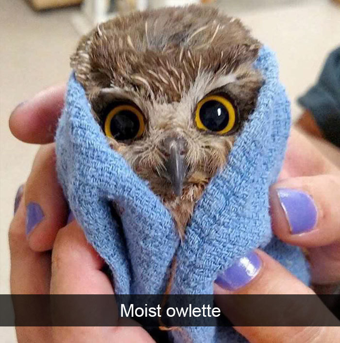 funny bird snapchats moist owlette