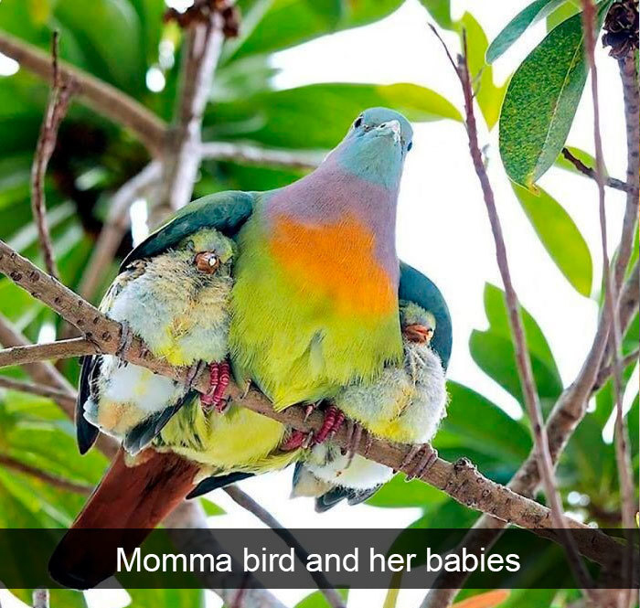 funny bird snapchats momma with kids