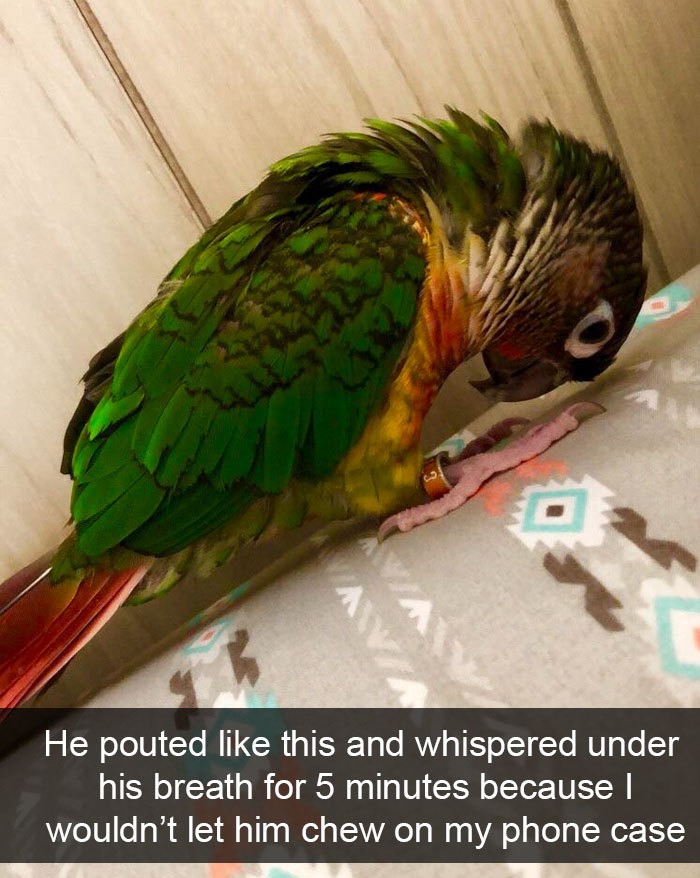 funny bird snapchats pouting