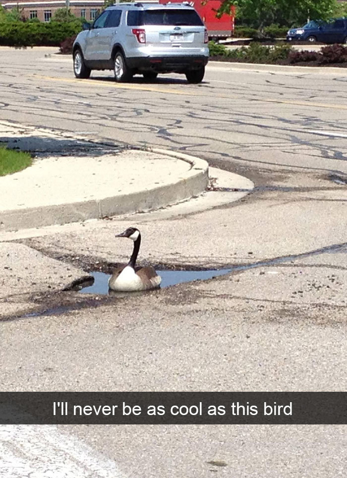 funny bird snapchats puddle swimmer