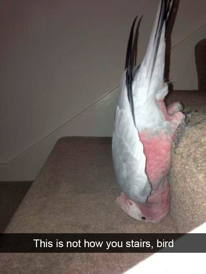 funny bird snapchats stairs