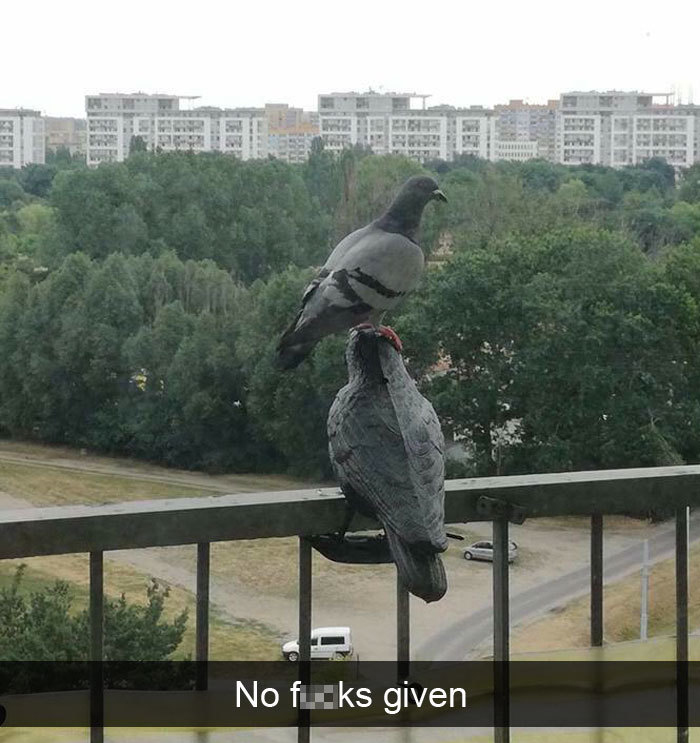 funny bird snapchats standing on head