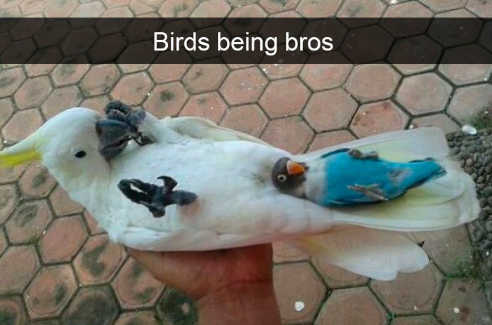 funny bird snapchats sweet bros