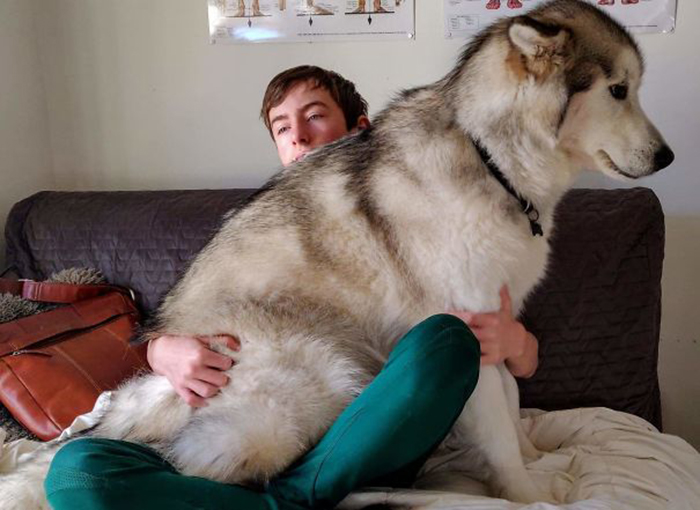 giant dog wolf bear