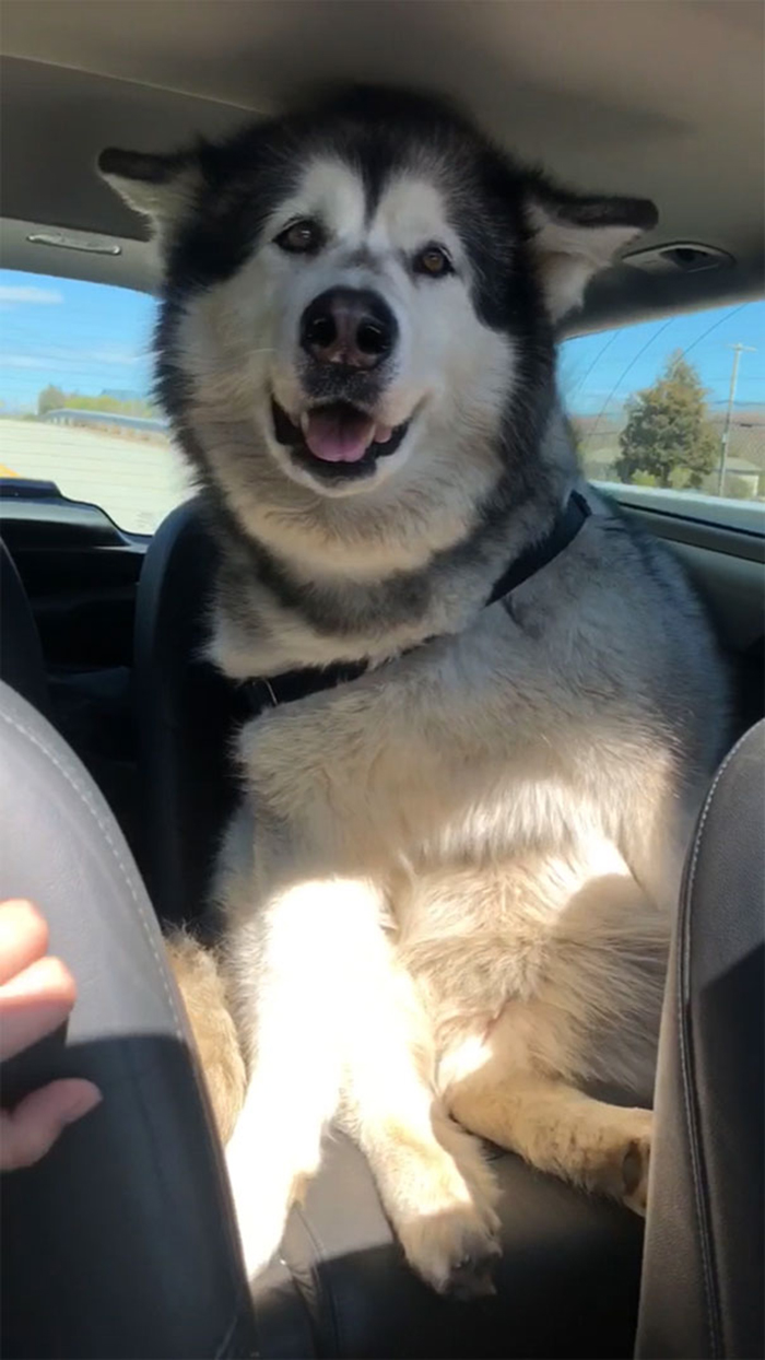 giant fluffy dog goes for a car ride