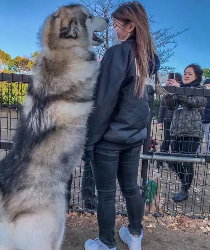 giant fluffy dog standing beside human