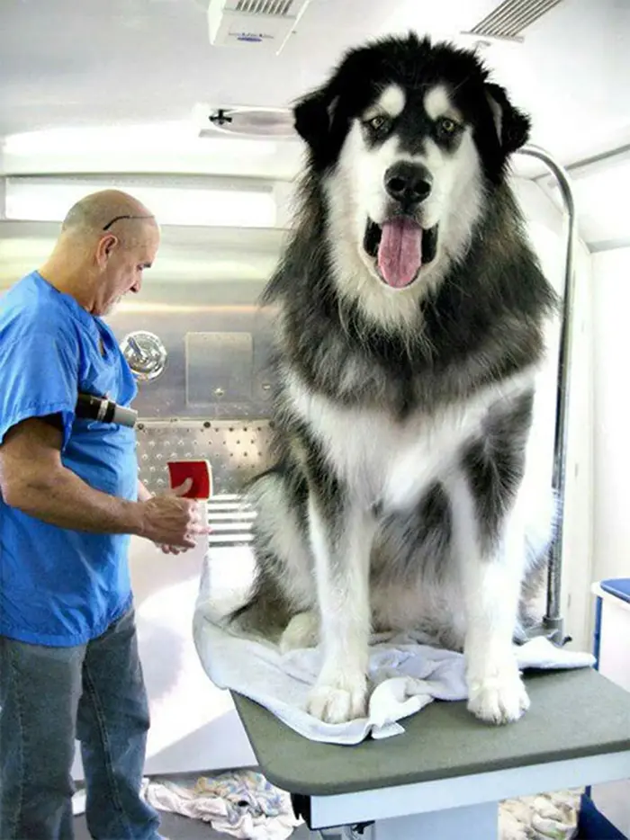 giant furry dog