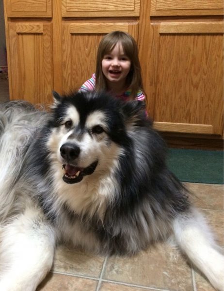 40 Adorable Photos Of Alaskan Malamutes Showing They're Just Gentle ...