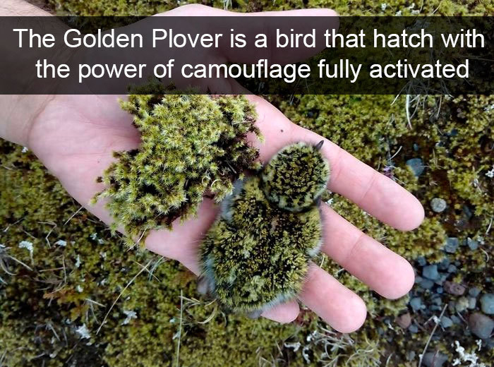 golden plover camouflage