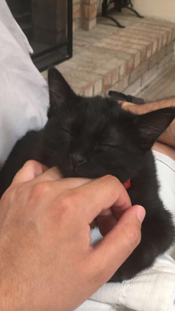 hand-napping black kitty