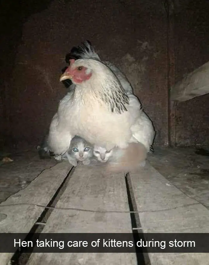 hen takes care of kitten