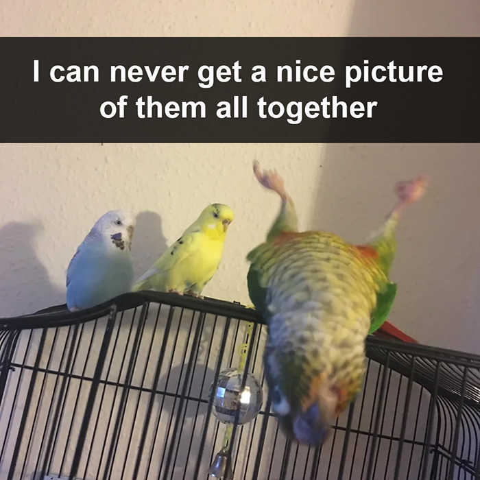 hilarious animal family photo