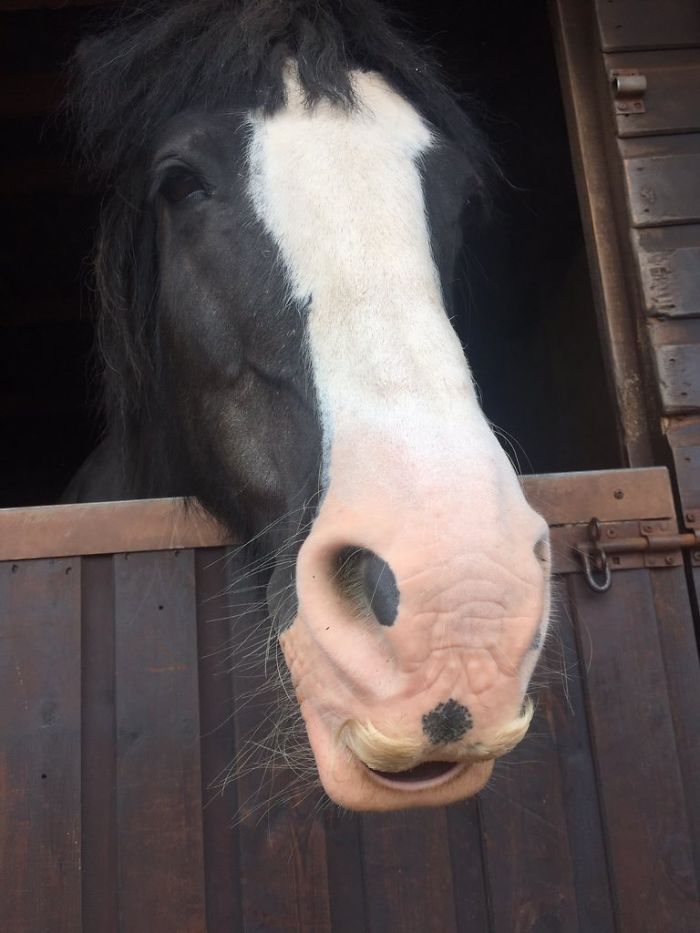 horse mustaches funny