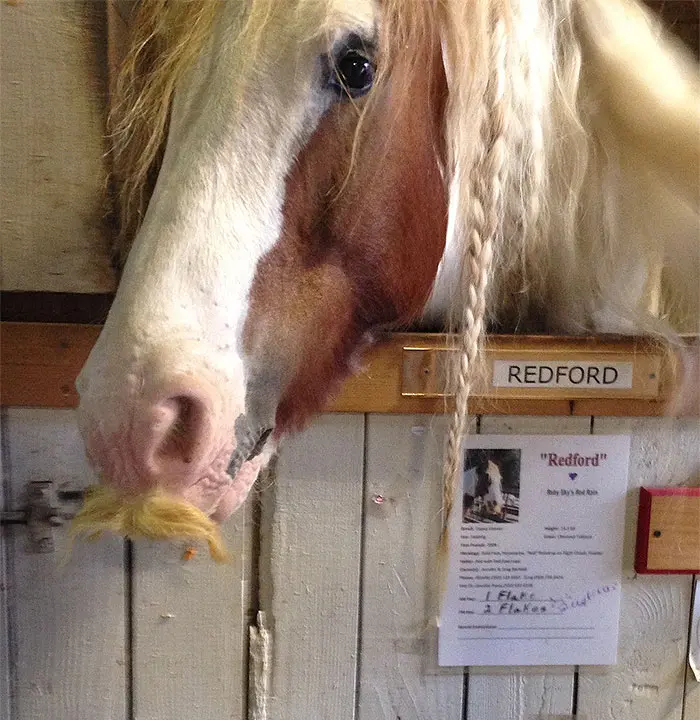 horse mustaches gypsy vanner