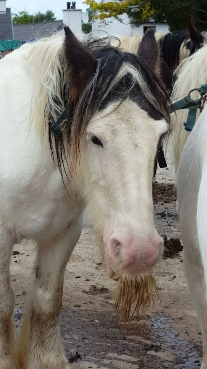 horse mustaches long hair