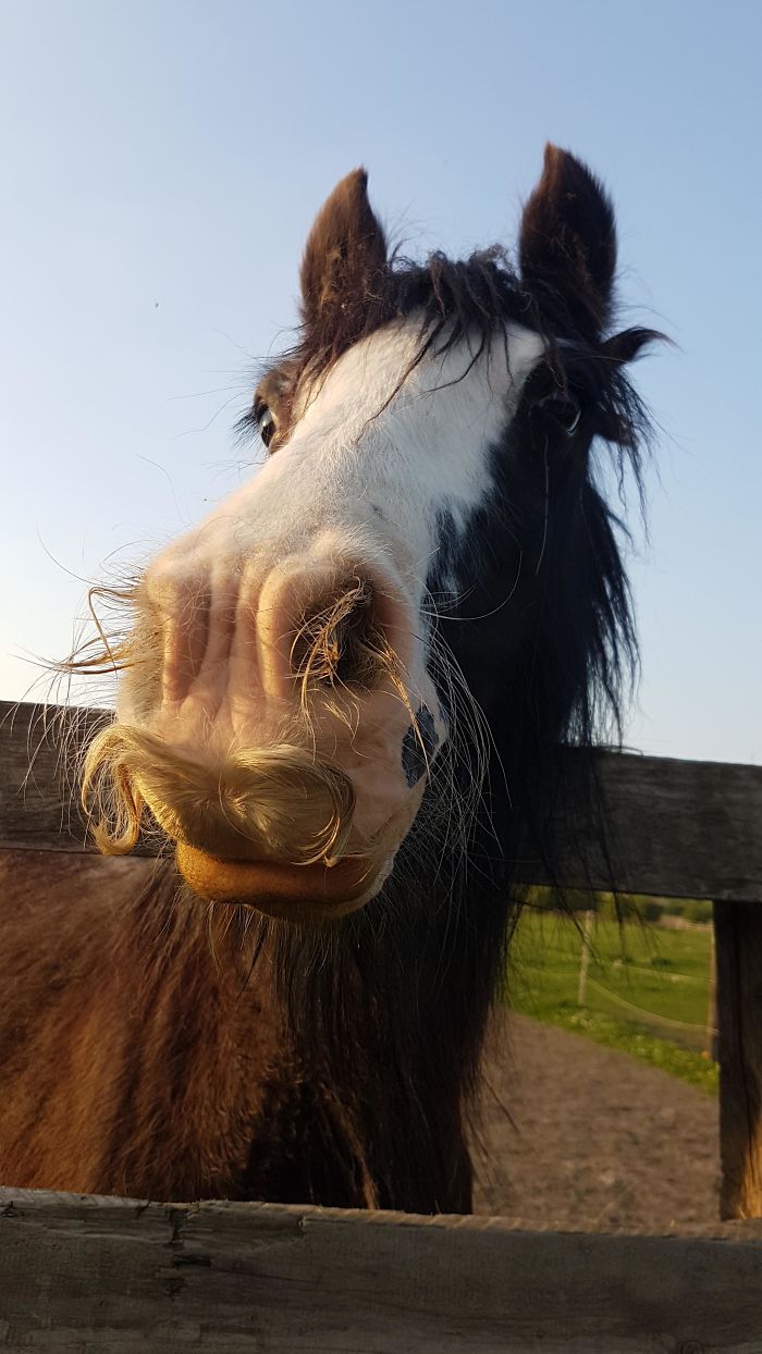 horse mustaches