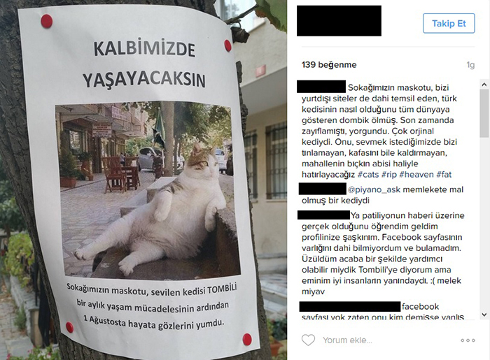 internet famous turkish cat passes away