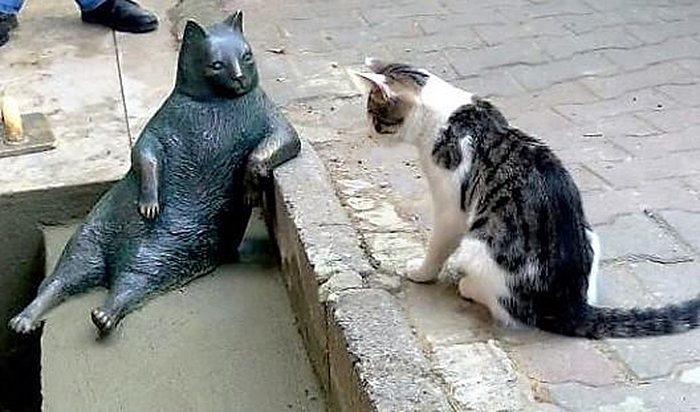 istanbul street cats visit bronze statue