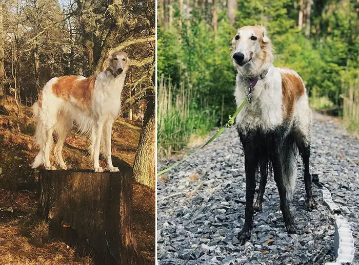 koira the borzoi mud walk