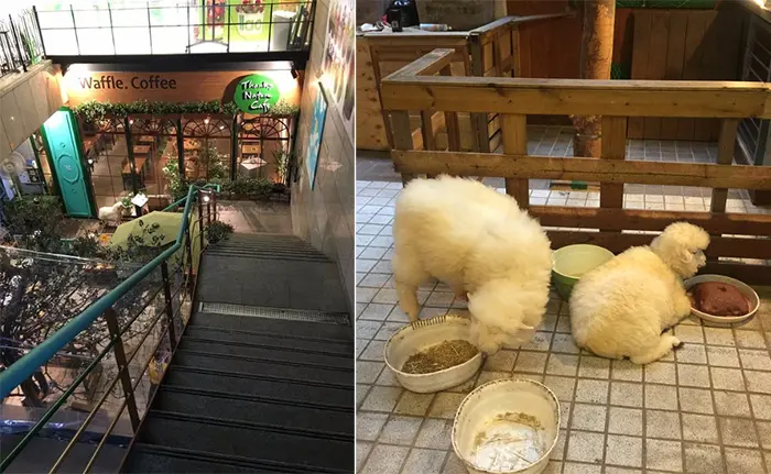 korean sheep cafe