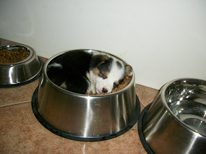 little dog sleeping in the food bowl