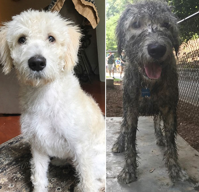 louie the doodle walk in the park