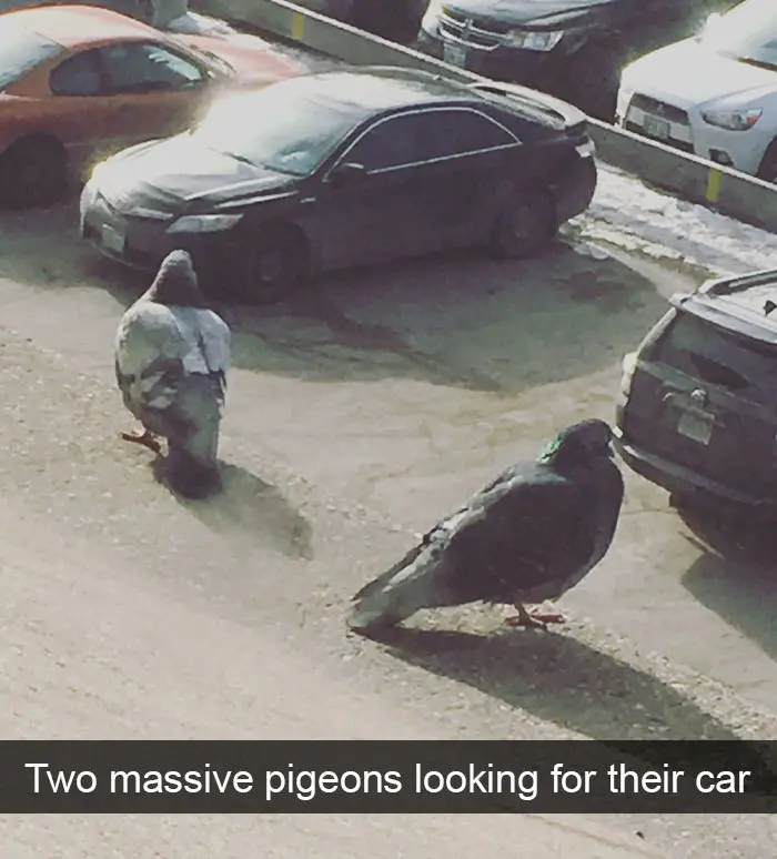 massive pigeons looking for their car