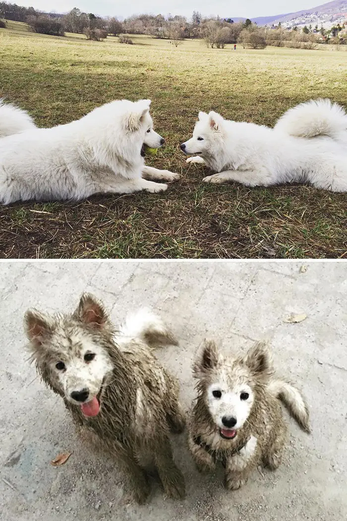 muddy dogs alice and figo