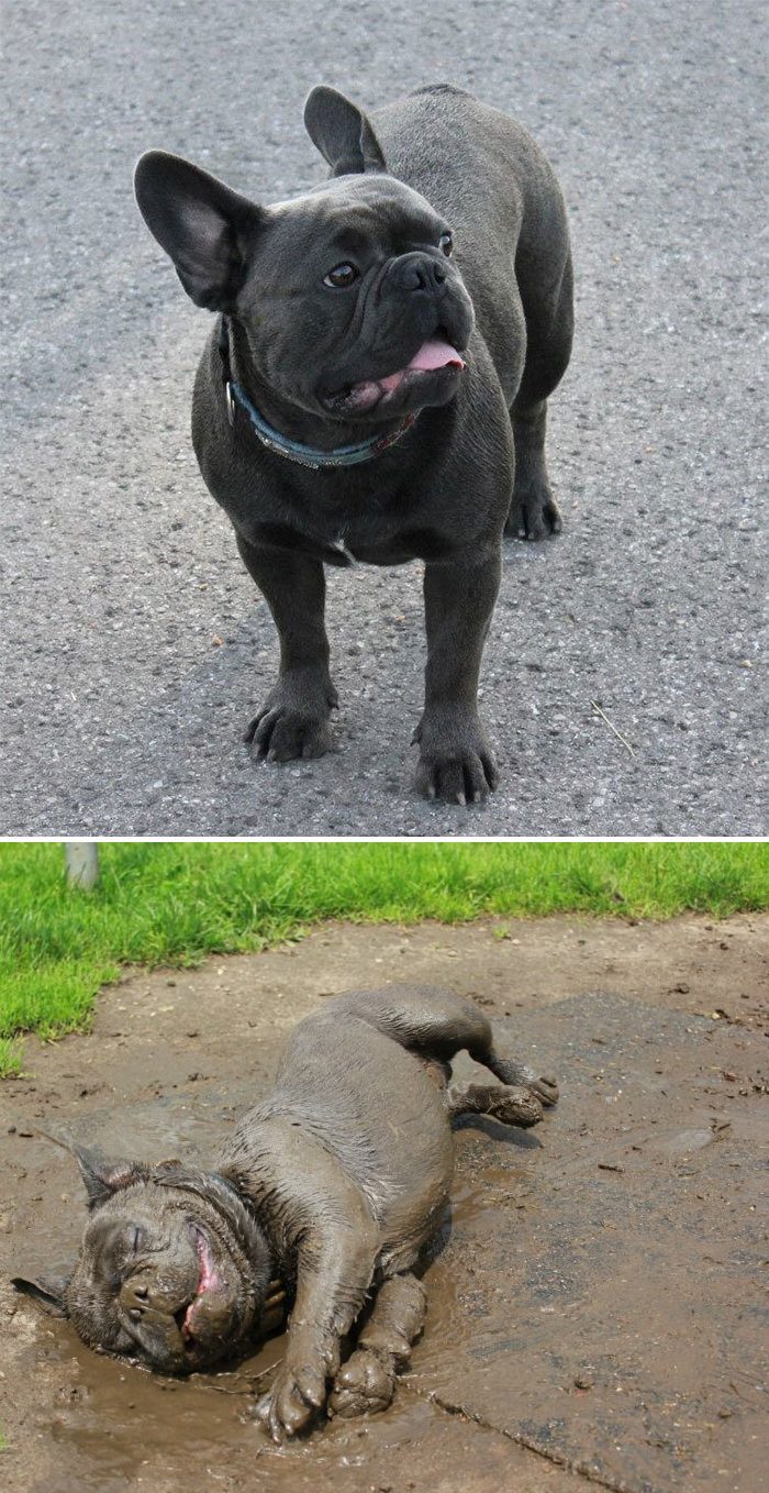 muddy dogs before and after mud bath