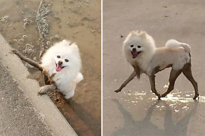 muddy dogs chic boots