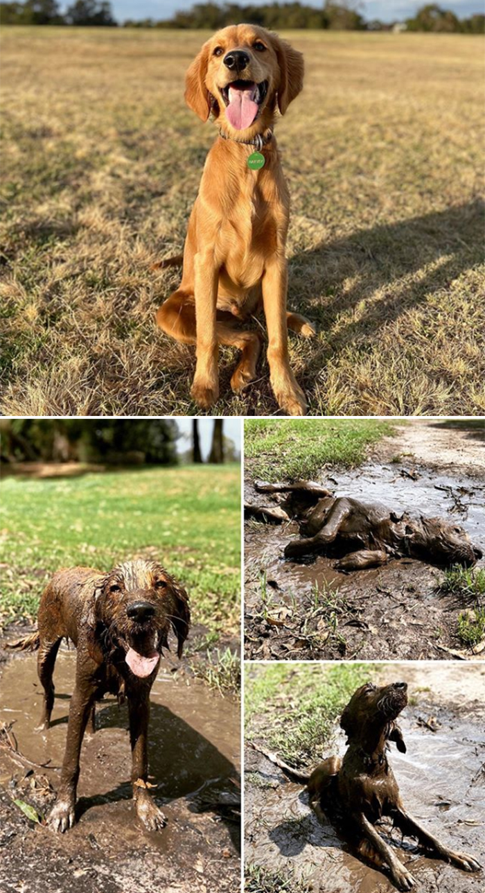 muddy dogs love puddles