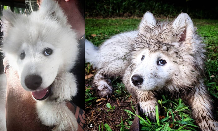 muddy dogs samoyed sisters