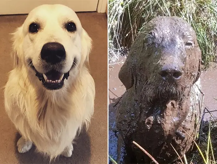 muddy dogs transformation