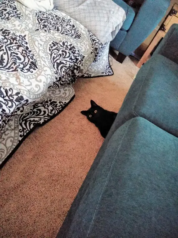 obsidian the black cat pops out from under the couch