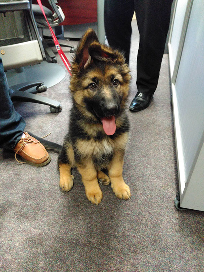 office dog owned by boss