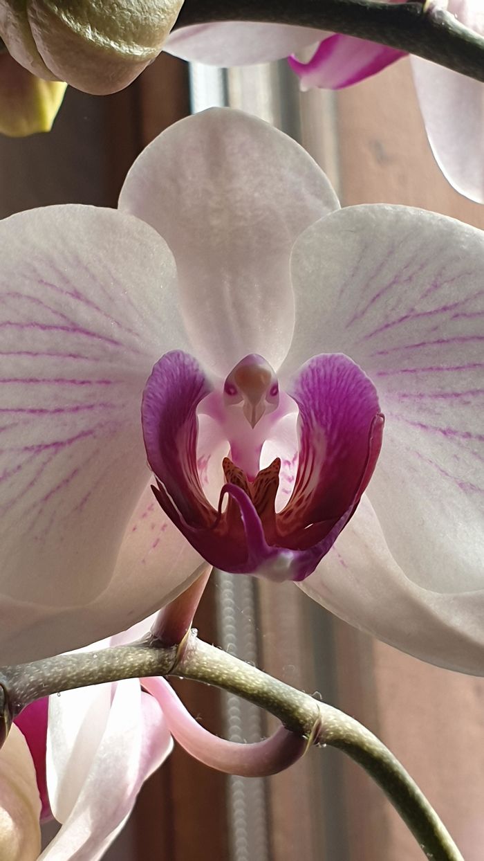 orchid with eagle pareidolia