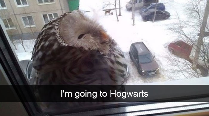 owl harry potter reference