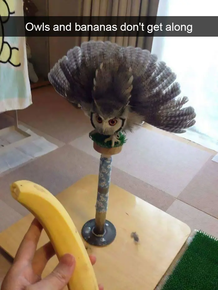owl versus banana