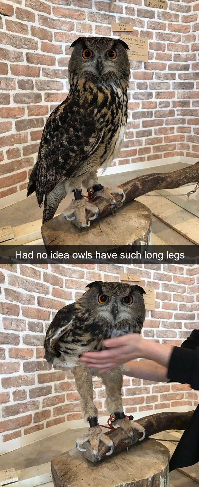 owls have long legs