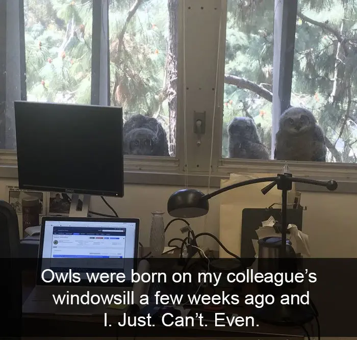 owls on the windowsill