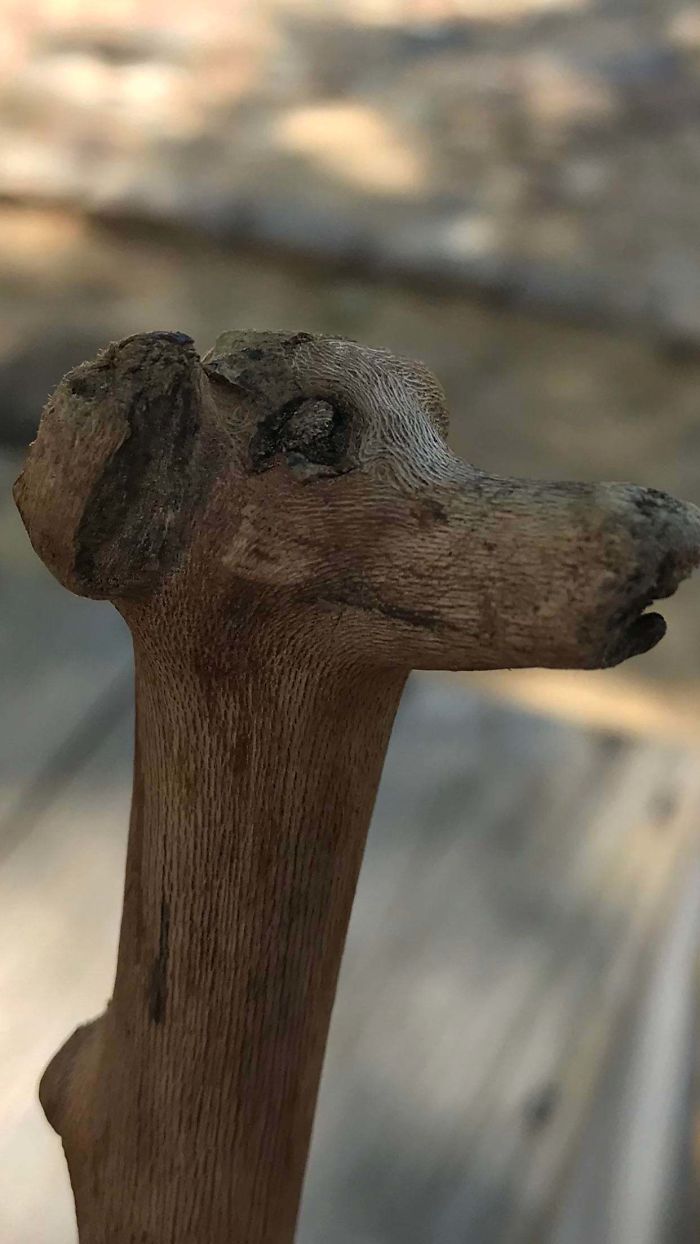 pareidolia of dog on stick