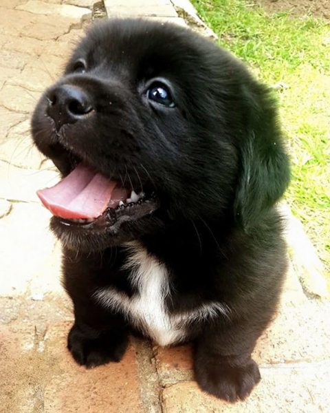 40 Adorable Puppy Photos To Help Bring A Smile To Your Face