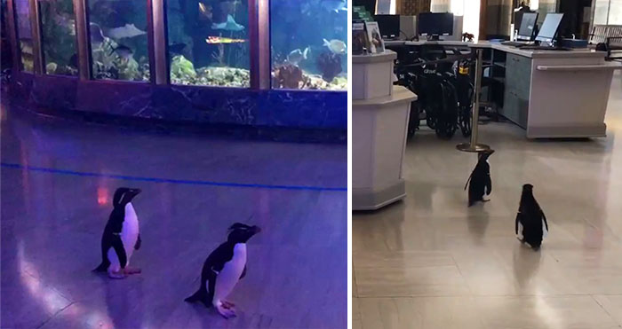 penguins roaming around aquarium