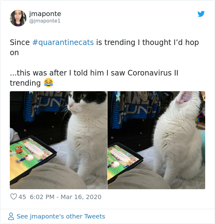 pet kitty coronavirus lockdown