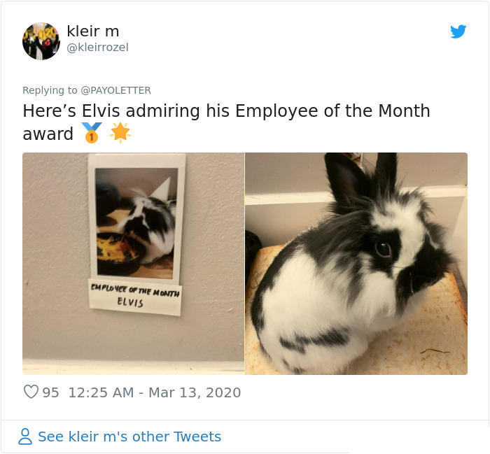 pets coworker quarantine bunny