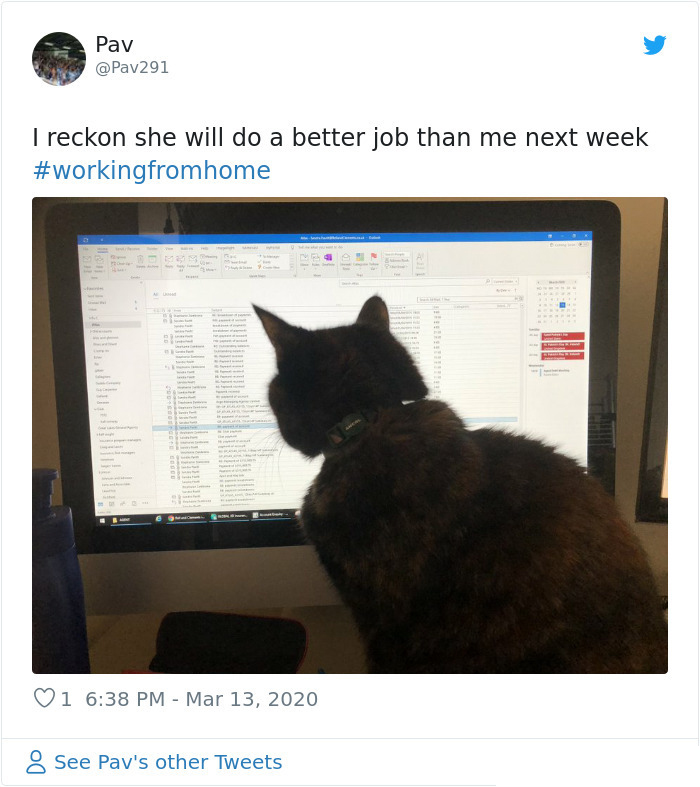 pets coworker quarantine cat looking at the computer screen